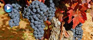 El cultivo de la vid es el eje econ�mico de la Rioja Alavesa