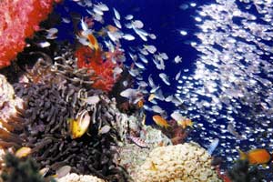 Aqaba (Jordania) recibe las tres primeras banderas azules de Oriente Medio Aqaba (Jordania) recibe las tres primeras banderas azules de Oriente Medio