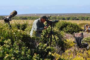 Observaci�n de Aves en Sagres