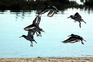 Turismo ornitológico: avistamiento de aves en Portugal Turismo ornitológico: avistamiento de aves en Portugal