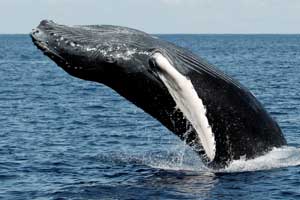Ballena jorobada. Autor, Kike Calvo