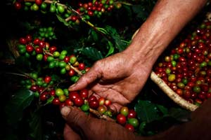 El Tri�ngulo del Caf� (Colombia) declarado Patrimonio Mundial de la Humanidad por la UNESCO