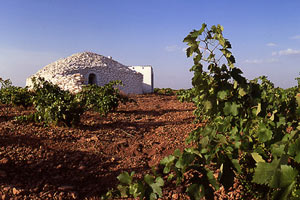 Caminos del Vino de la Mancha renueva su certificación como Ruta del Vino de España Caminos del Vino de la Mancha renueva su certificación como Ruta del Vino de España
