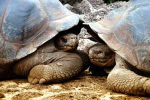 Ecuador limita los visitantes en las Galápagos Ecuador limita los visitantes en las Galápagos