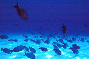 Submarinismo en Kenia