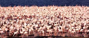 Lago Nakuru