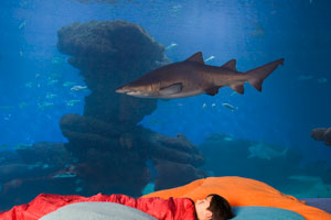 Halloween entre tiburones en Palma Aquarium