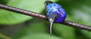 Uno de los p�jaros m�s bonitos por su colorido y su tama�o peculiar es el colibr�. En Costa Rica viven m�s de 50 clases de colibr�es y es f�cil verlos por el bosque. 