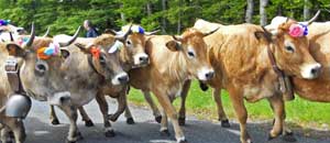 Fiesta de la Transhumancia de Col de Bonnecomb