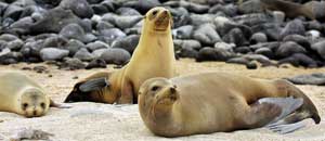 Muestra de la fauna de las Gal�pagos