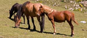 Cantabria, ruta tur�stica por Li�bana