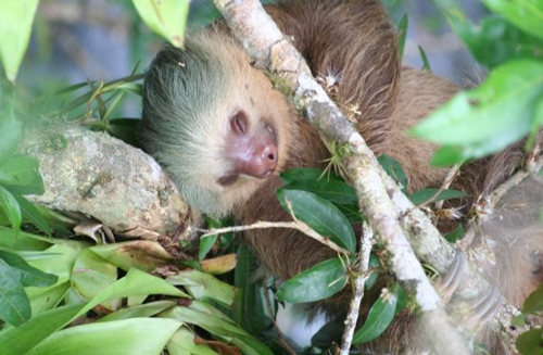 Un perezoso, animal muy habital en Costa Rica Un perezoso, animal muy habital en Costa Rica