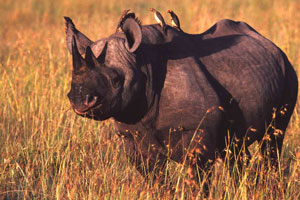 �Rhino Charge�, aventura en Kenia por una buena causa