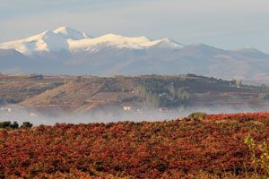 Vi�edos de Rioja
