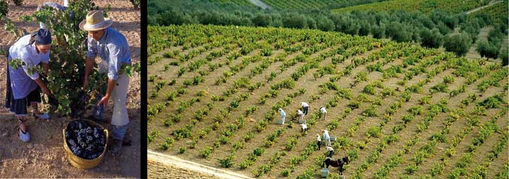 Rutas del vino de España, donde el placer es el guía