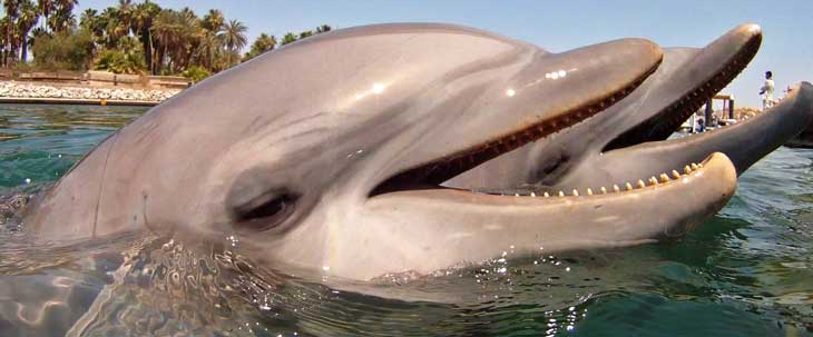 En San José del Cabo se puede nadar con delfines/Foto Juan Coma