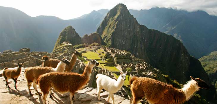 Llamas en Machu Picchu. © Enrique Castro Mendívil. PromPerú