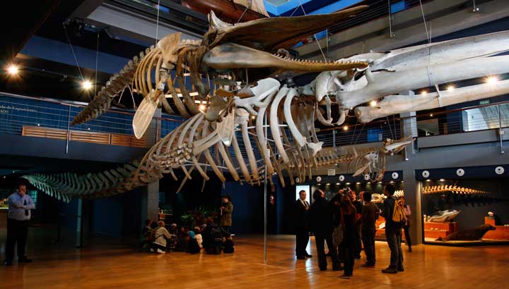 Interior del Museo Marítimo del Cantábrico (MMC) en el que se encuentran los esqueletos de un rorcual y de un cachalote encontrados en el siglo XIX