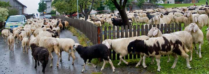 Tarrenz acoge cada año la Schaferfest (fiesta de las ovejas)