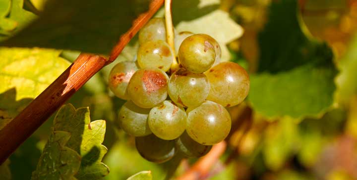 Los blancos de la Rioja Alavesa son vinos cada vez más apreciados por su calidad
