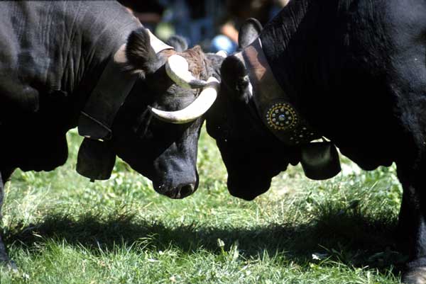 Valle d’Aosta corona a la Mejor Vaca de la Región en su tradicional “Batalla de Reinas” 